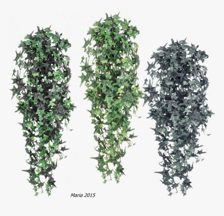 Cutout Efeu, HD Png Download