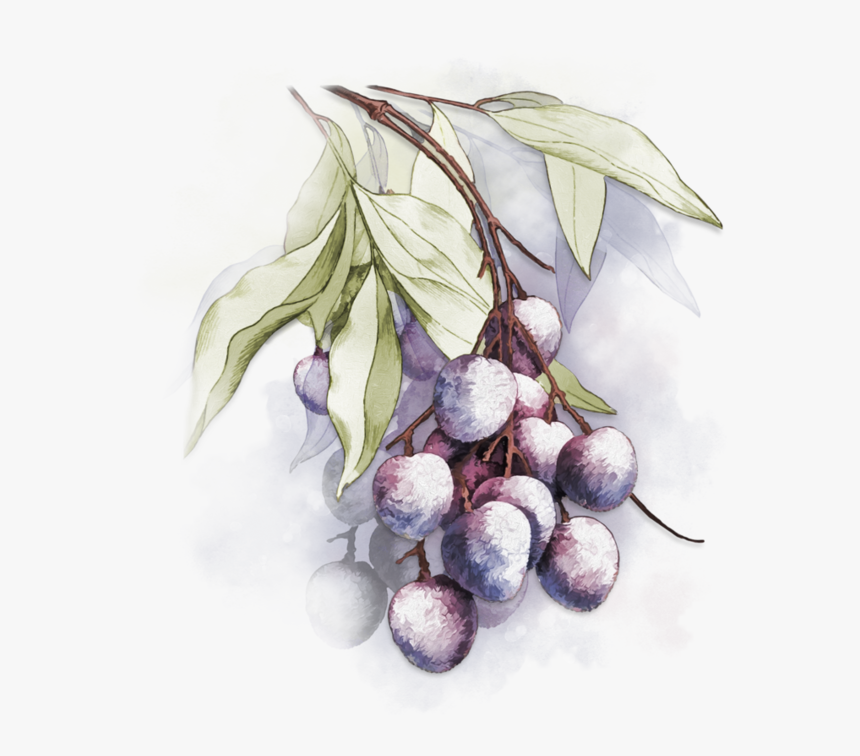 Beach Plum , Png Download - Beach Plum, Transparent Png
