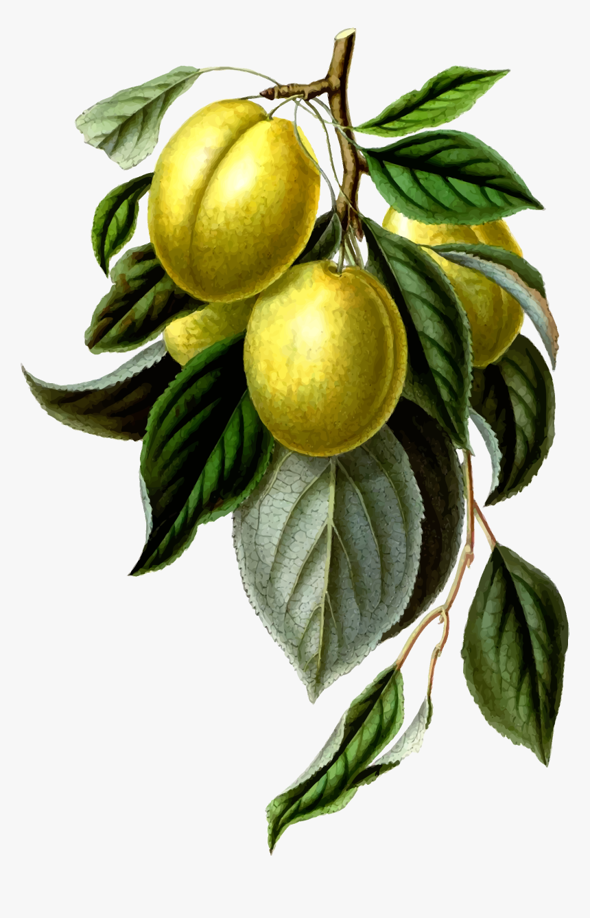 This Free Icons Png Design Of Golden Esperen Plum , - Lemon Vintage Png, Transparent Png