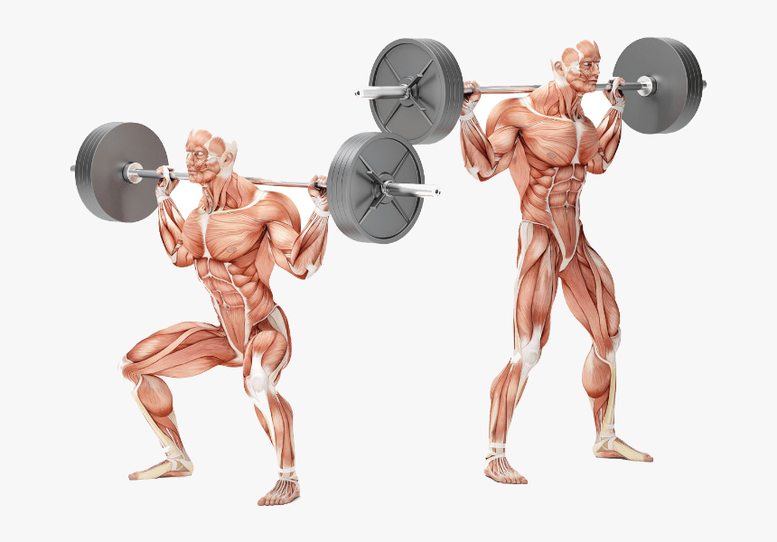 Bodybuilding Personal Training Exercises - Squat Muskelgrupper, HD Png Download