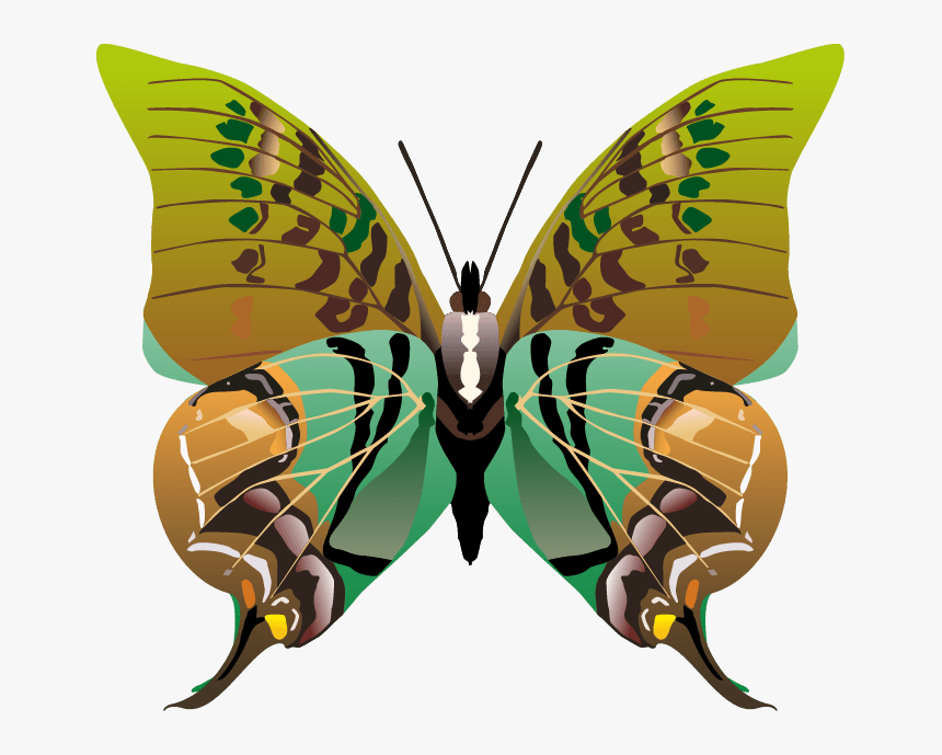 Butterfly Png Images Png - Butterfly Drawings, Transparent Png
