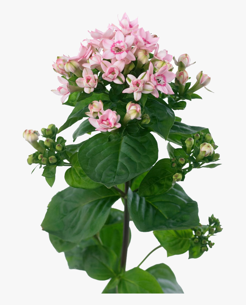 Bouvardia Flowers Png Transparent Image - Jasmine, Png Download