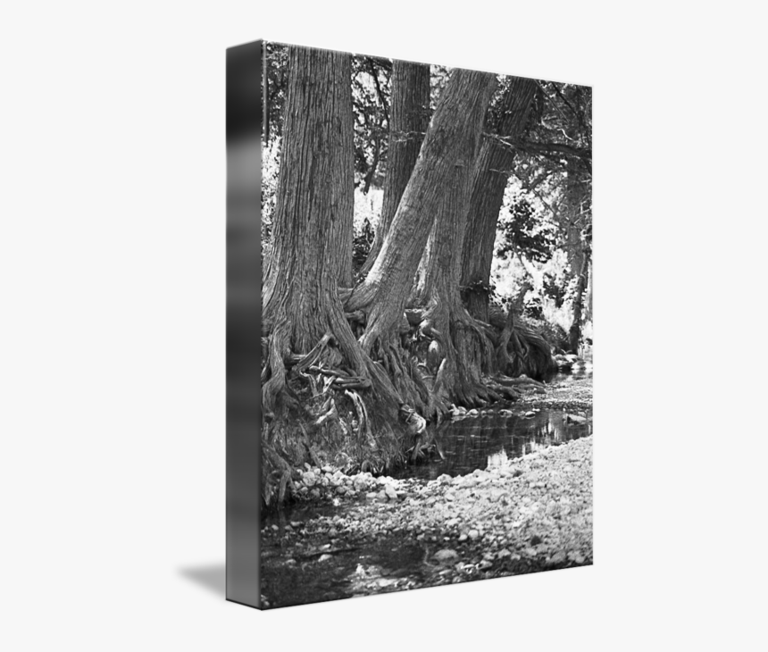 Cypress Trees On The Frio River By Tex Smock - Grove, HD Png Download