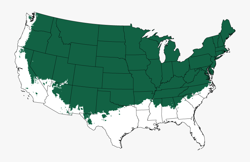 Sungold Sawara Cypress Tree Form - Death Penalty States, HD Png Download