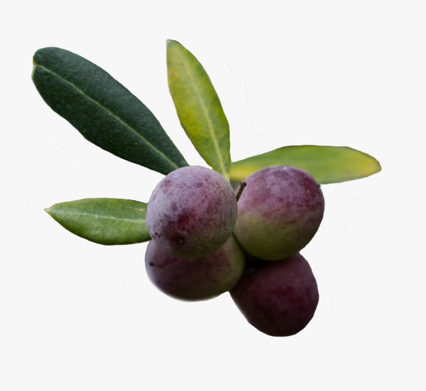Olive, HD Png Download