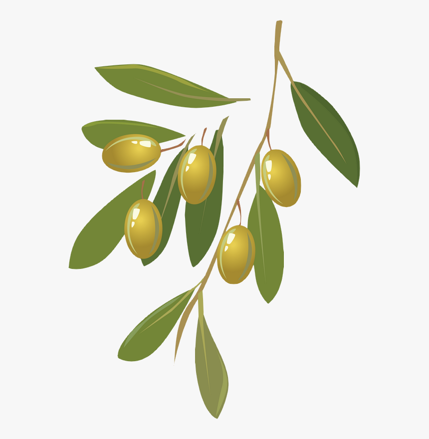 Olive Oil, HD Png Download