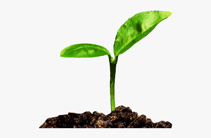 Tree, HD Png Download