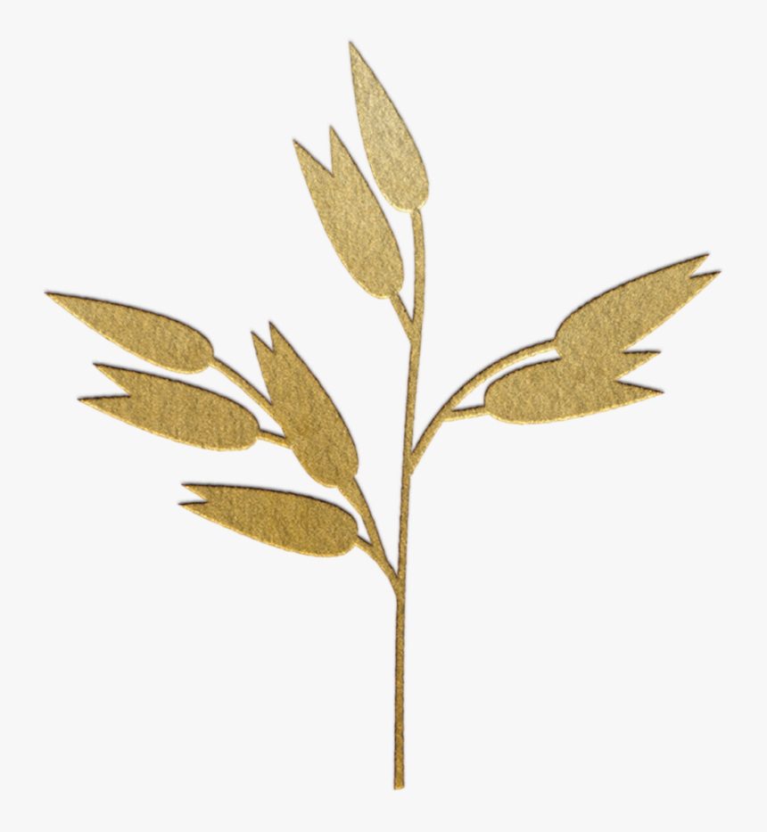 Oats - Sweet Birch, HD Png Download