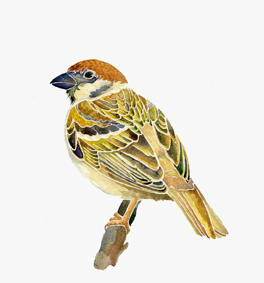 Sparrow Png Image & Sparrow Clipart - Watercolor Sparrow, Transparent Png