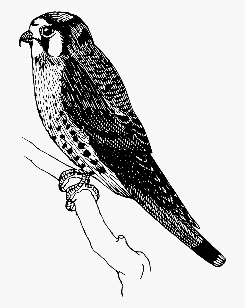 Sparrow Hawk - Sparrowhawk Clipart, HD Png Download