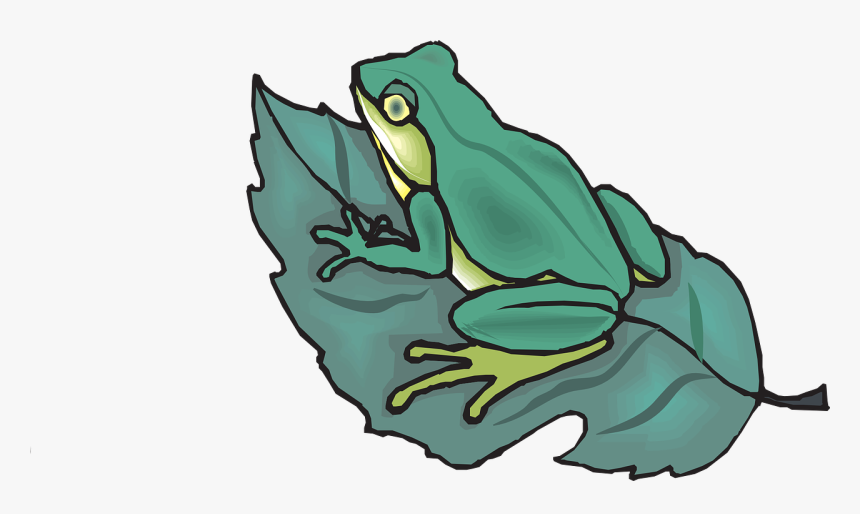 The Tree Frog Amphibian - Frog On A Leaf, HD Png Download