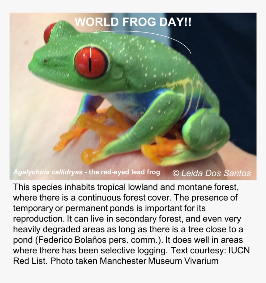 Leida Dos Santos On Twitter Wfd Froffutureourfuture - Red-eyed Tree Frog, HD Png Download