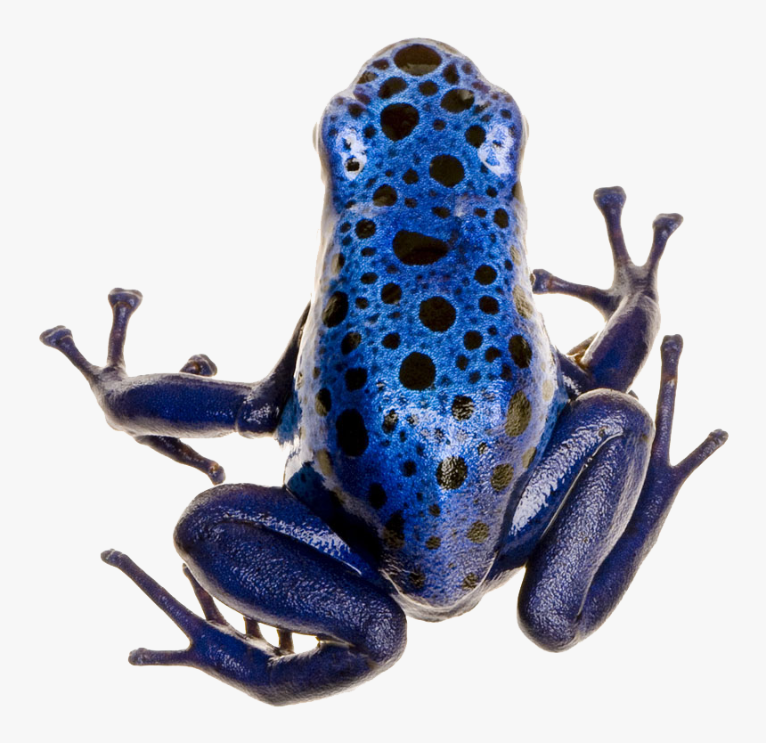Poison Dart Frog Png Photo - Poison Dart Frog Png, Transparent Png