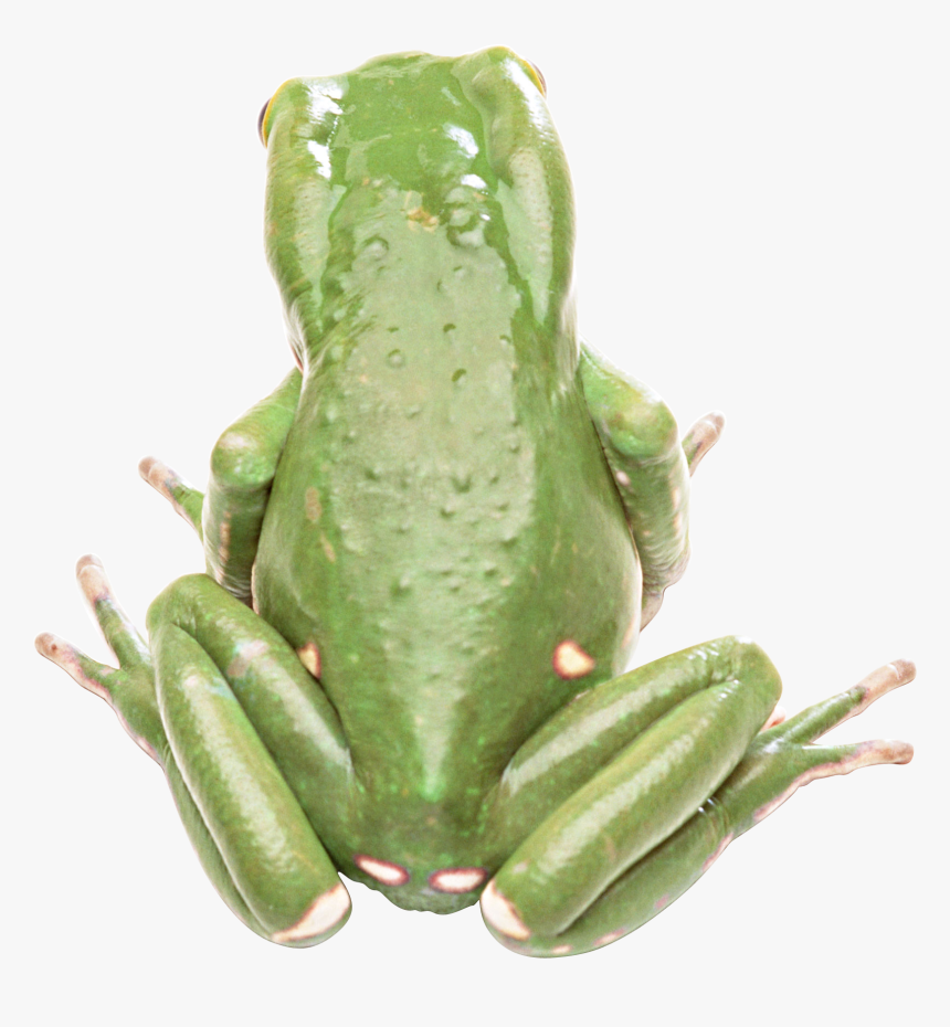 Frog Png - 青蛙 背部, Transparent Png