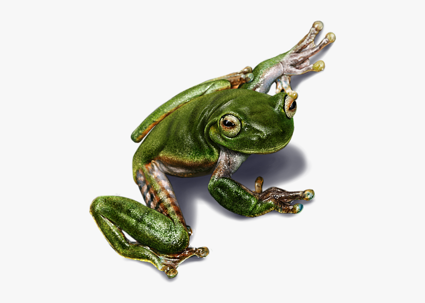 Frog Digital Painting, HD Png Download