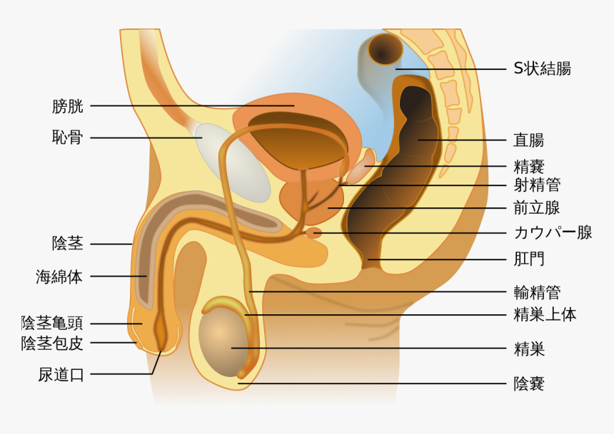 Male Sexual And Reproductive Systems, HD Png Download