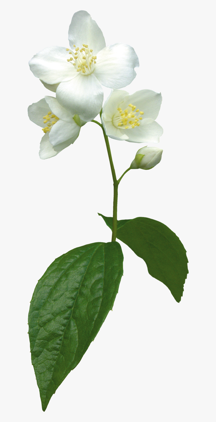 Jasmine Flower Clip Art, HD Png Download