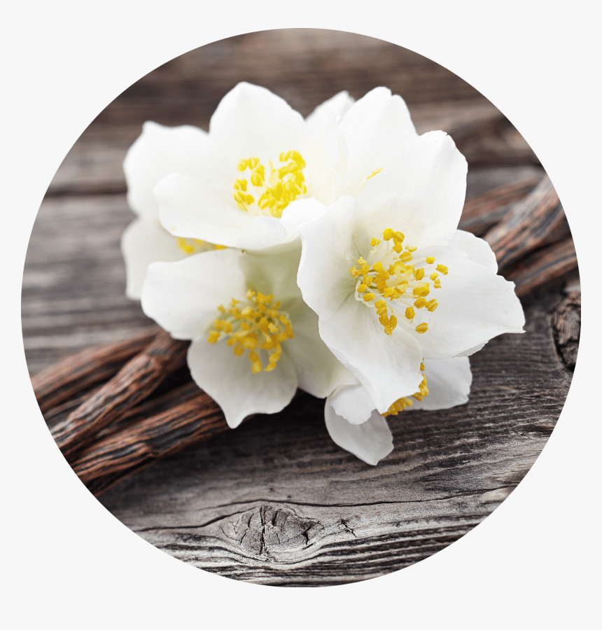 Transparent Jasmine Flower Png - Hacer Perfume De Vainilla, Png Download