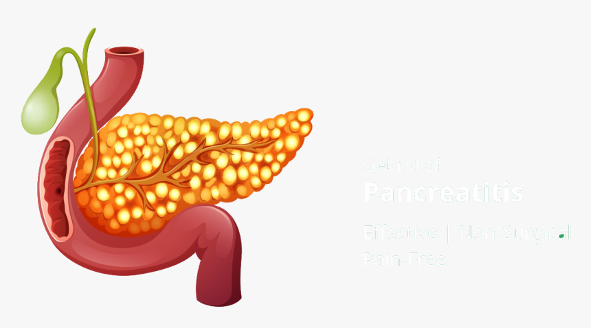 Homeopathic Treatment For Pancreatitis, HD Png Download