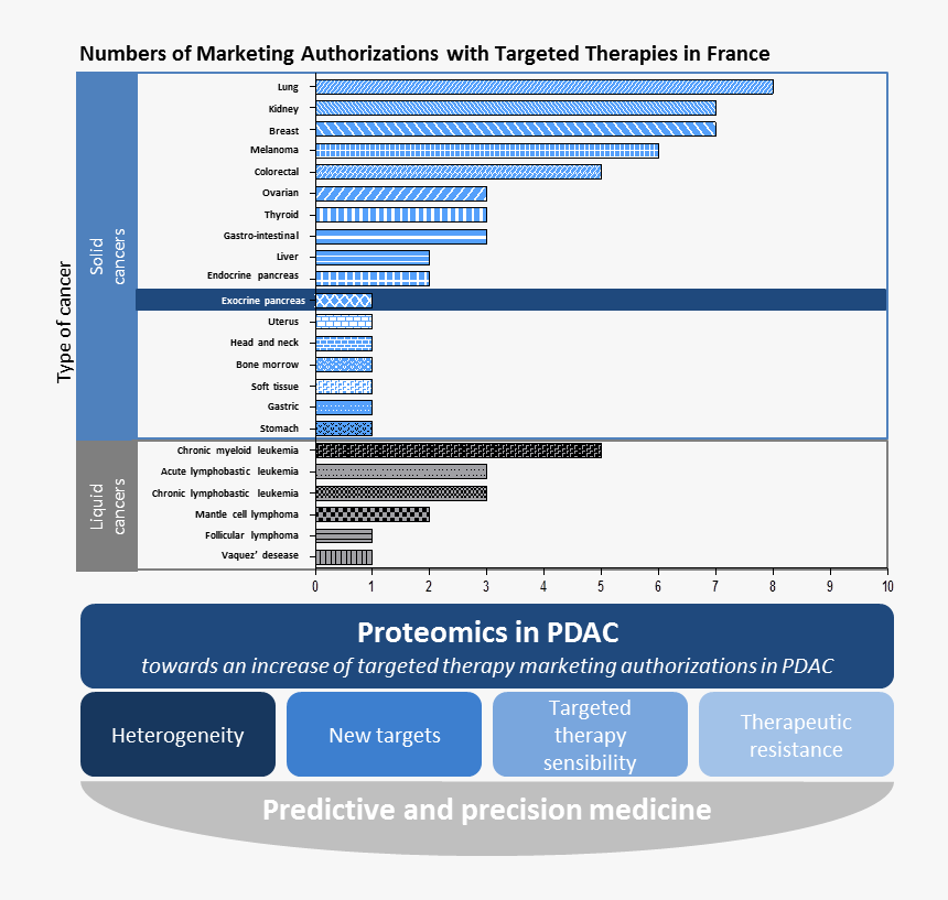 Targeted Therapy For Pancreatic Cancer, HD Png Download