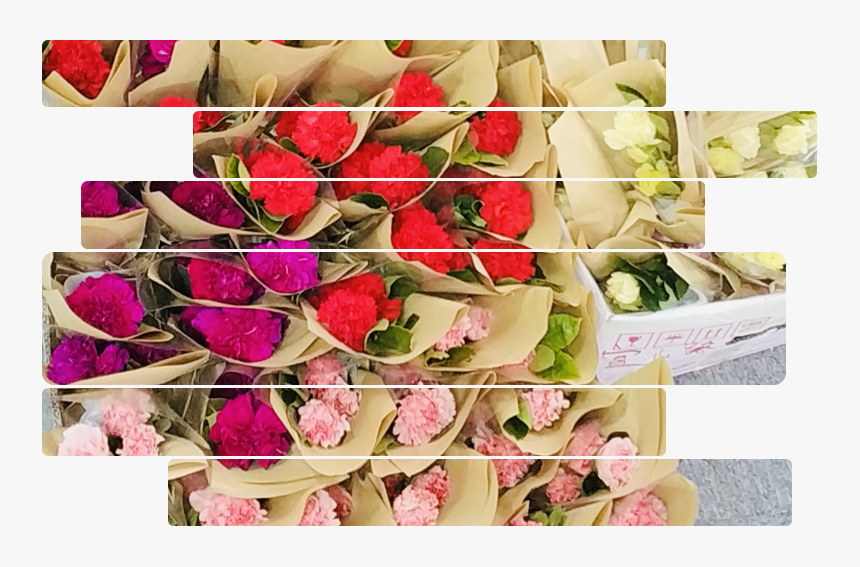 Garden Roses, HD Png Download