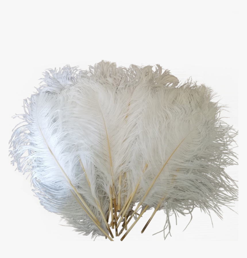 Drawing Feather Ostrich - Ostrich Feathers Png, Transparent Png