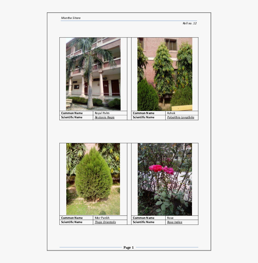 Colorado Spruce, HD Png Download