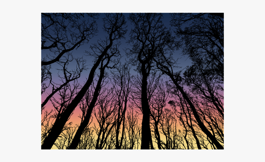 Forest In The Dark Sky - Winter Trees Silhouette Free, HD Png Download