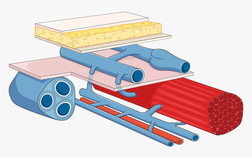 Clip Art, HD Png Download