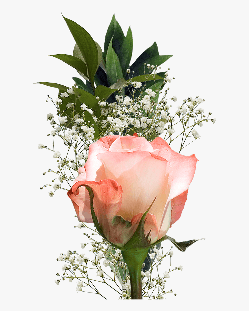 Single Roses Bouquets For Valentine S Day Flower Fundraisers - Single Flower, HD Png Download