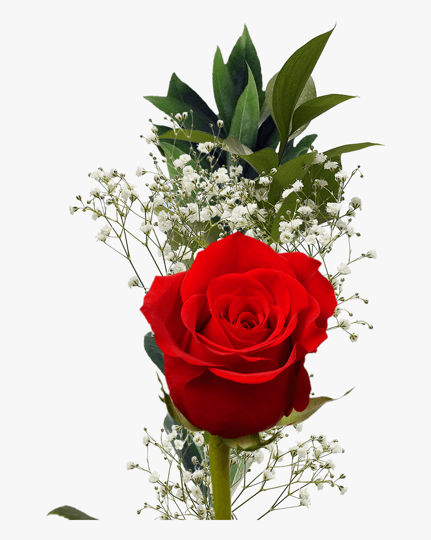 Single Red Rose With Greenery Valentine S Day Arrangements - Rose, HD Png Download