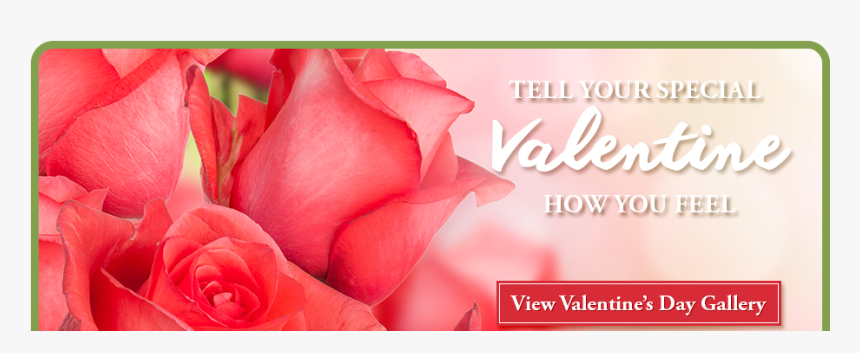 Garden Roses, HD Png Download