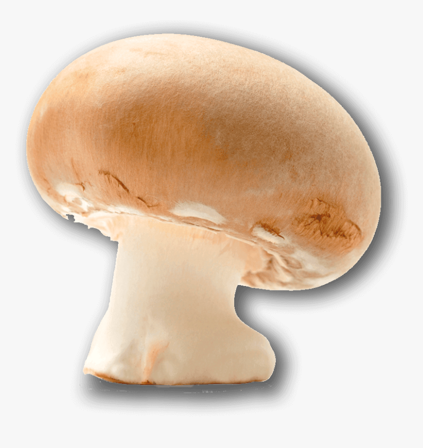 Champignon Mushroom, HD Png Download