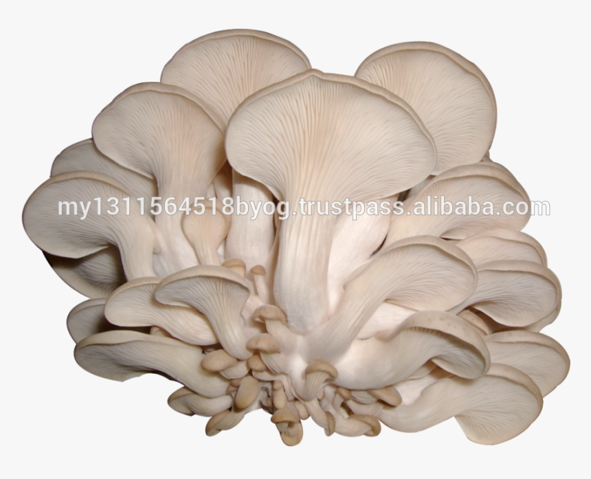 Oem Mushroom Chips 100% Fresh Real Mushroom Fruit Original - Sconce, HD Png Download