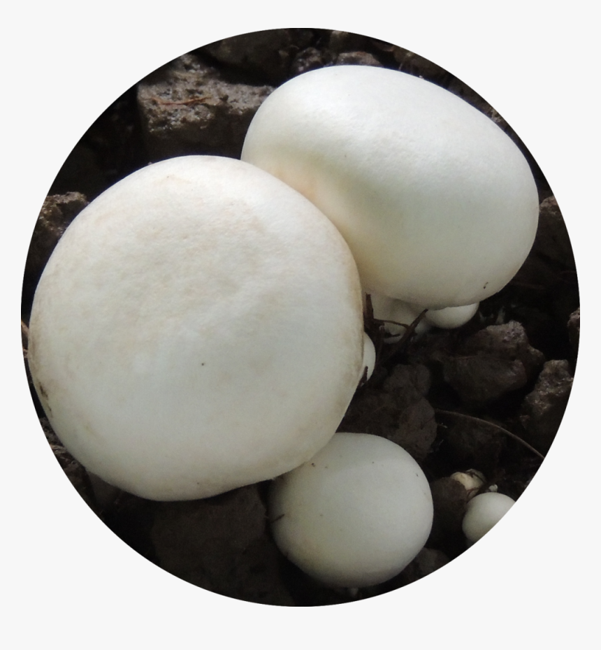 Egg, HD Png Download