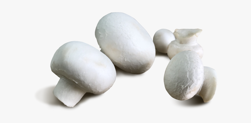 Agaricaceae, HD Png Download