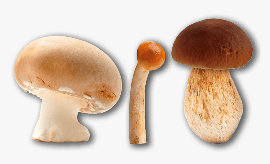 Pleurotus Eryngii, HD Png Download