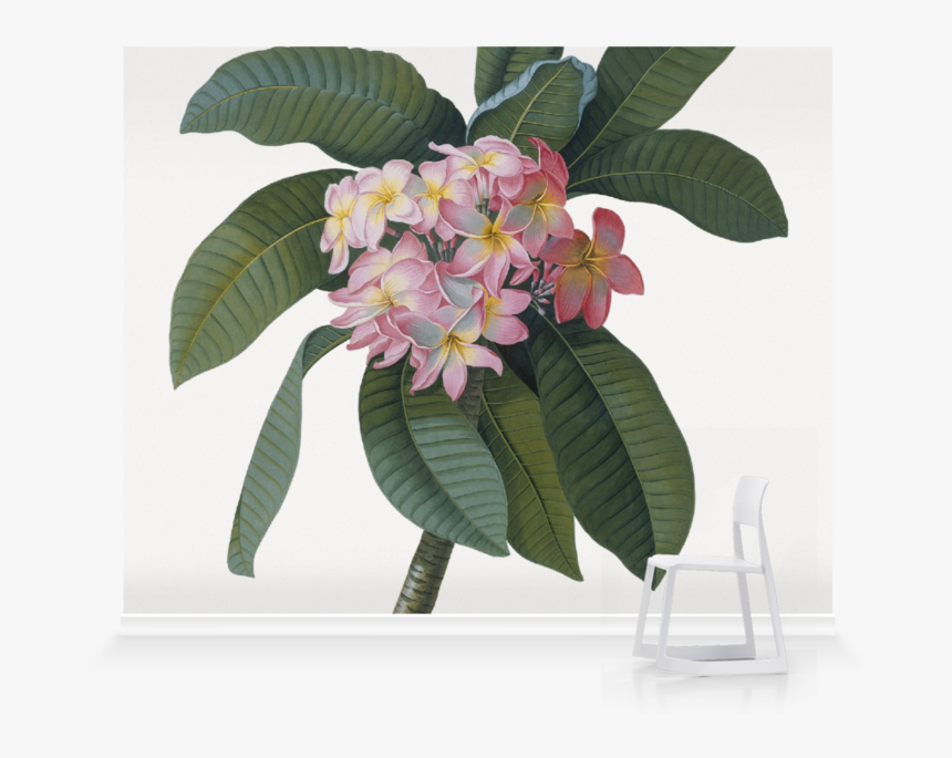 Vintage Plumeria Botanical Illustration, HD Png Download