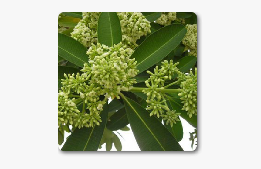 Alstonia Scholaris Uses, HD Png Download