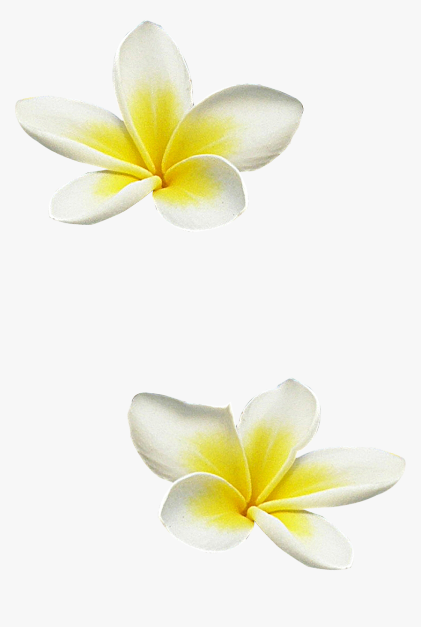 Hibiscus Clipart Frangipani - Frangipani, HD Png Download