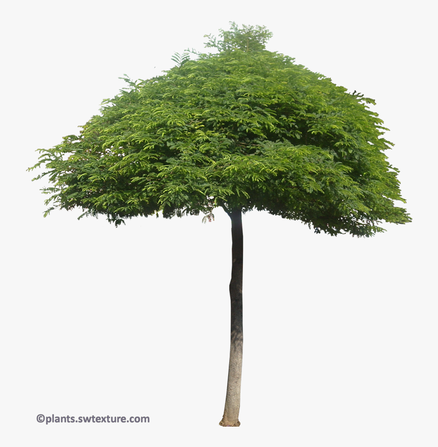 New Mexico Maple, HD Png Download