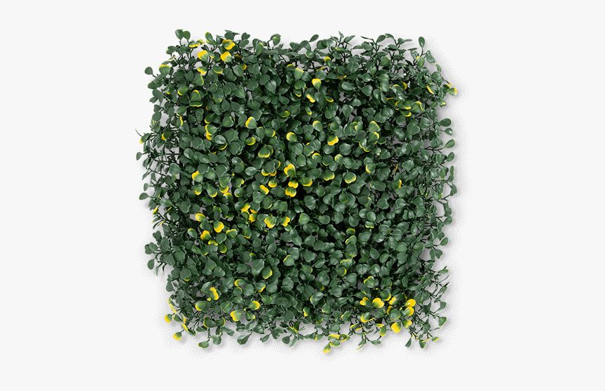 Lemon, HD Png Download