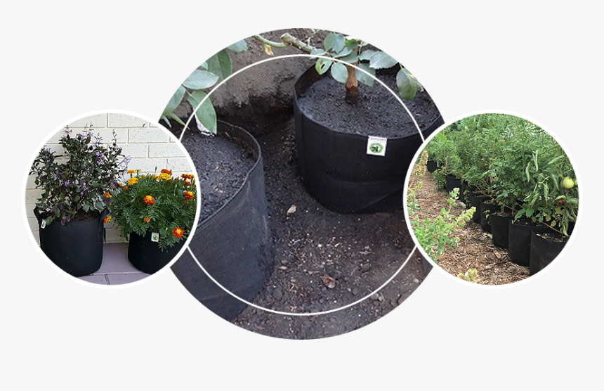 Pine, HD Png Download