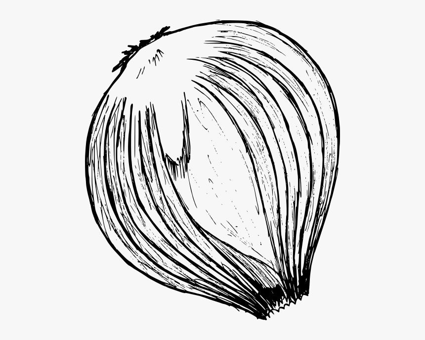 Onion Drawing 2 - Sketch, HD Png Download