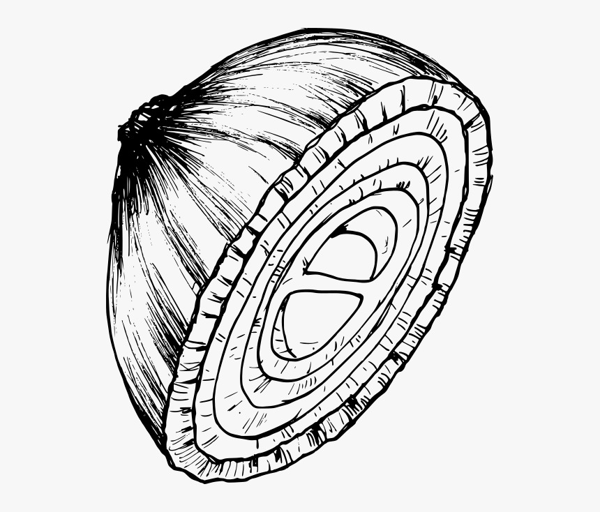 Onion Drawing 1 - Circle, HD Png Download