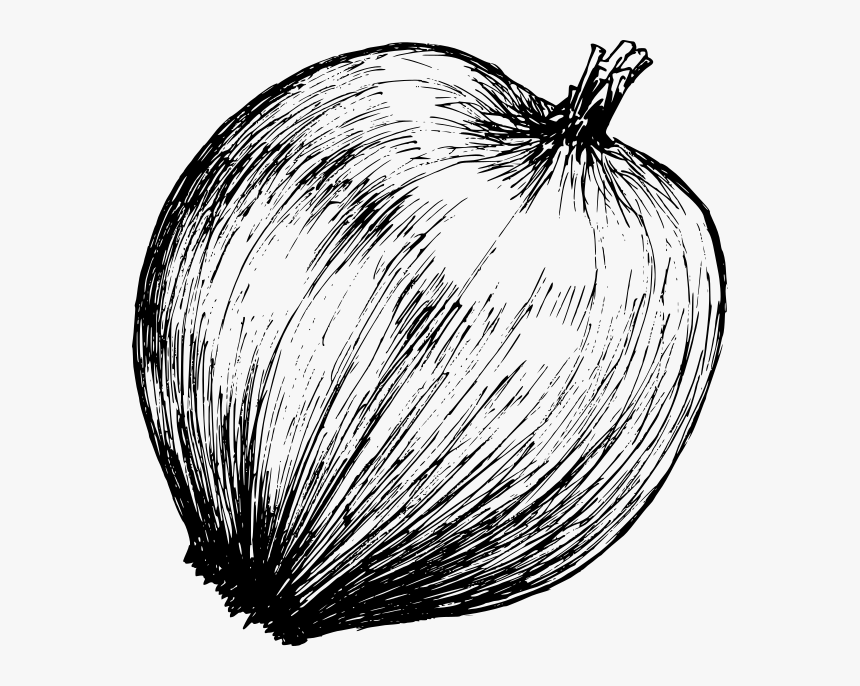 Onion Drawing 3 - Vegetable, HD Png Download