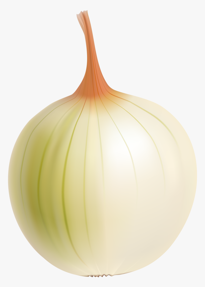 Drawing Vegetable Onion - Yellow Onion, HD Png Download