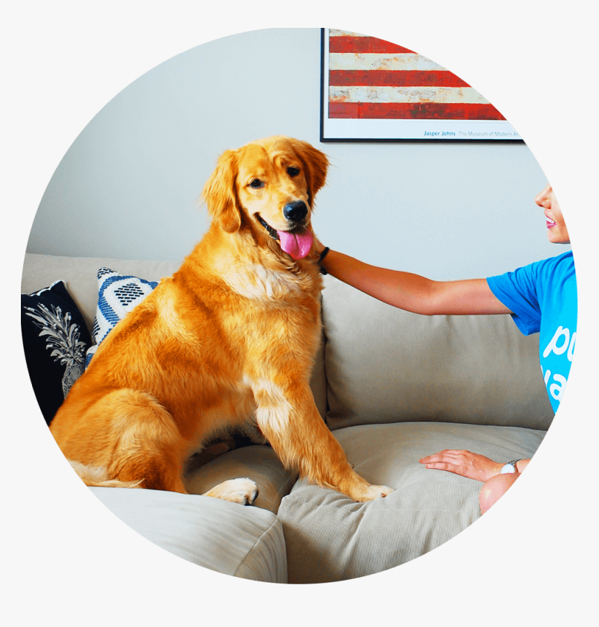 Sitting Thumbnail Round - Golden Retriever, HD Png Download