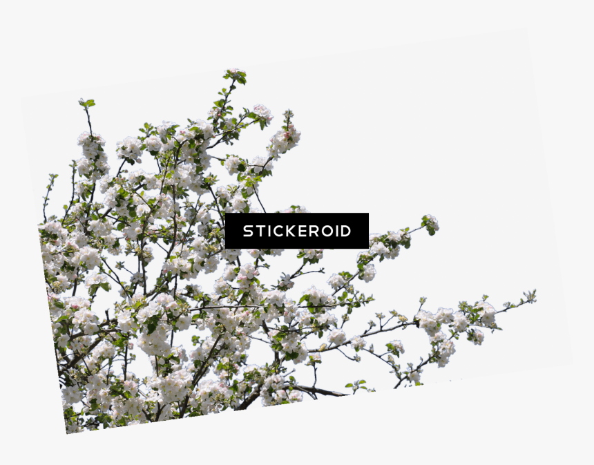 Tree Spring Flowers, HD Png Download