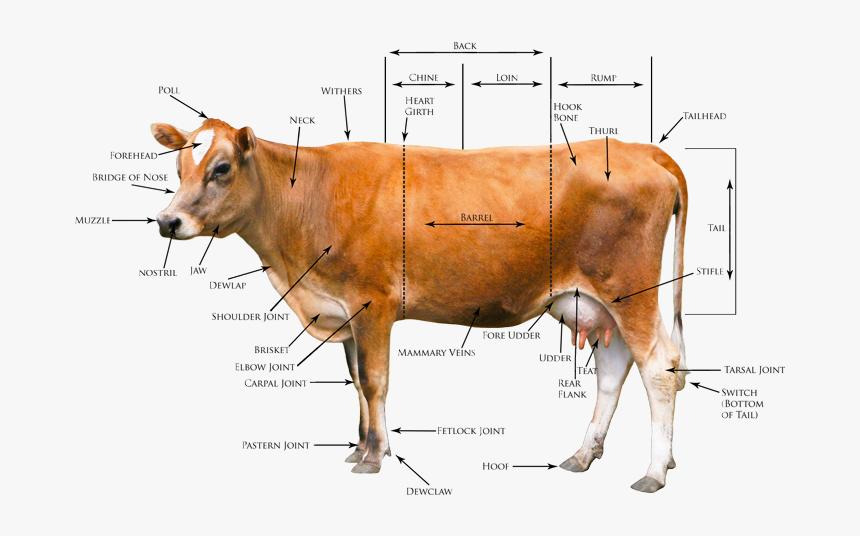 Heritage Jersey Organization > Registration Conformation - Body Parts Of Cow In English, HD Png Download